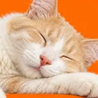 Supervisor 01 durmiendo