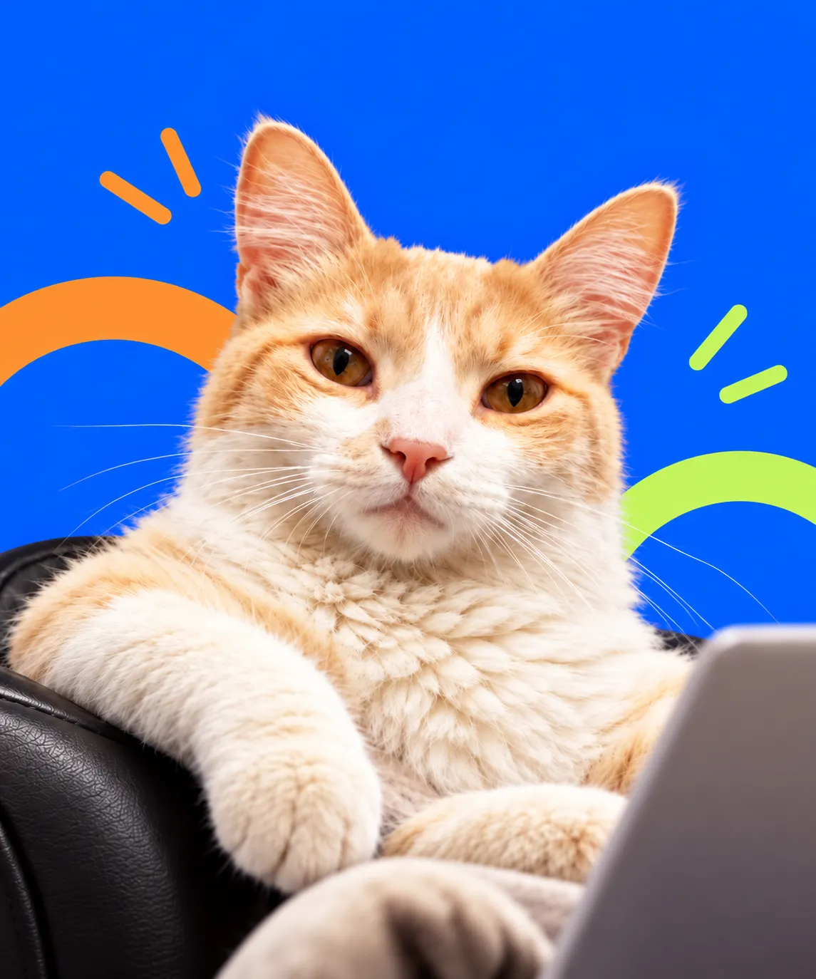 Gato relajado frente a la laptop