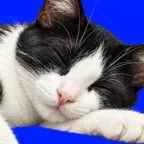 Supervisor 02 durmiendo